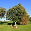 UNION GROVE CEMETERY VETERANS MEMORIAL TREE