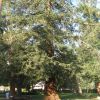 AMERICAN LEGION POST 82 MEMORIAL TREE