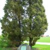 MILWAUKEE GEORGE WASHINGTON MEMORIAL TREE