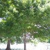 ARLINGTON CEMETERY U.S. NAVY CRUISER SAILORS RED MAPLE MEMORIAL TREE