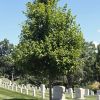 ARLINGTON CEMETERY U.S. ARMY RESERVE OCTOBER GLORY RED MAPLE MEMORIAL TREE