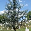 ARLINGTON CEMETERY PEACEMAKER BLUE ATLAS CEDAR MEMORIAL TREE