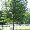 ARLINGTON CEMETERY 63RD INFANTRY DIVISION PINE OAK MEMORIAL TREE