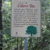 LIBERTY TREE MEMORIAL MARKER