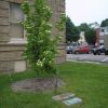 GEORGE WASHINGTON MEMORIAL TREE